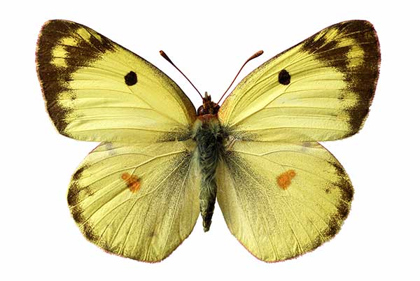 Szlaczkoń południowiec (Colias alfacariensis)