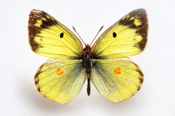 Szlaczkoń erate (Colias erate)