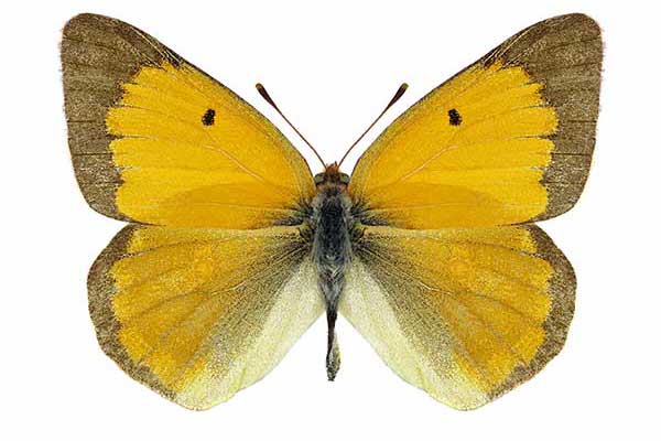 Szlaczkoń szafraniec (Colias myrmidone)