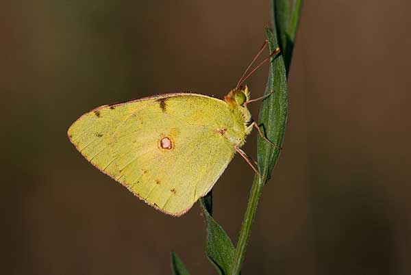 Szlaczkoń torfowiec (Colias palaeno)