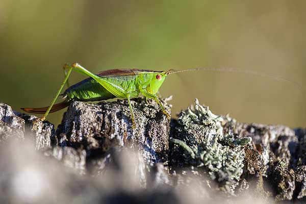 Miecznik łąkowy (Conocephalus dorsalis)