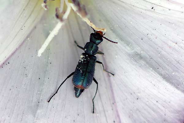  (Cordylepherus viridis)