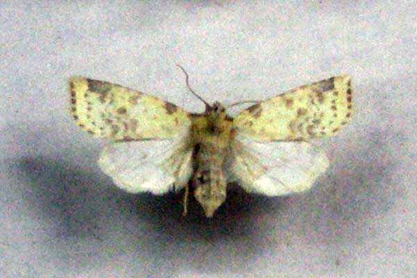 Ozimnica przyodzieżka (Cosmia lutea)