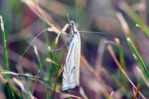 Wachlarzyk gajowy (Crambus lathoniellus)