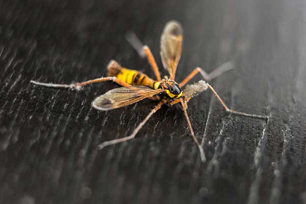 Krzewioróżka żółtoczarna (Ctenophora ornata)