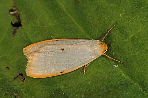 Łada dwukropka (Cybosia mesomella)