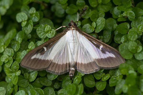 Ćma bukszpanowa (Cydalima perspectalis)