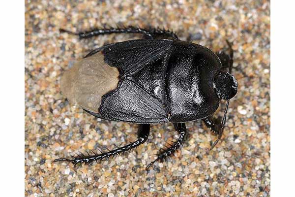(Cydnus aterrimus)