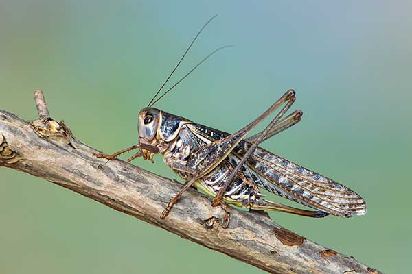 (Decticus albifrons)