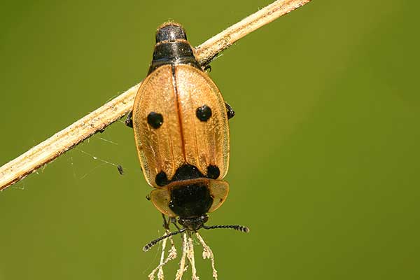 Czteroplamek (Dendroxena quadrimaculata)