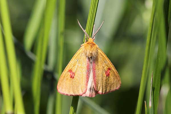 Niedźwiedziówka jastrzębica (Diacrisia sannio)