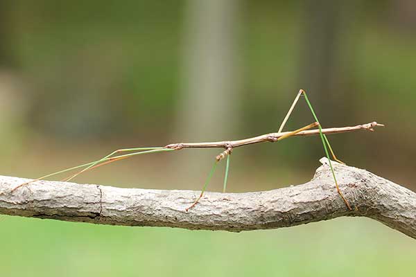 (Diapheromera femorata)