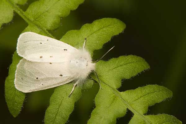 Misiówka gołotka (Diaphora mendica)