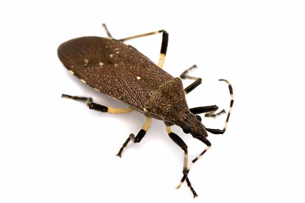 (Dicranocephalus agilis)