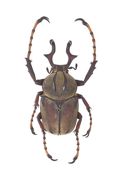 (Dicranocephalus wallichii)