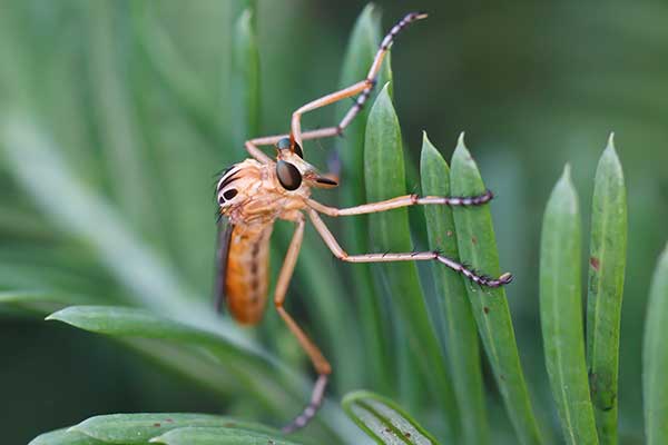 (Diogmites neoternatus)