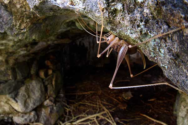 Krykiet jaskiniowy (Dolichopoda linderi)