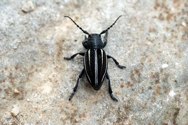 (Dorcadion fuligineux)