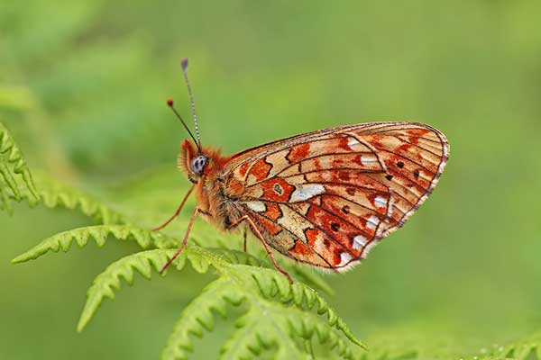 Dostojka eufrozyna (Boloria euphrosyne)