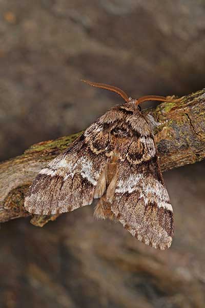 Dąbrówka dodona (Drymonia dodonaea)