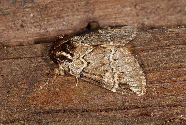 Dąbrówka melagona (Drymonia obliterata)