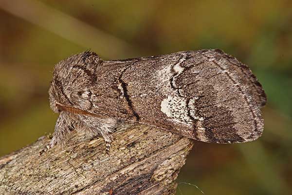 Dąbrówka dębowa (Drymonia querna)