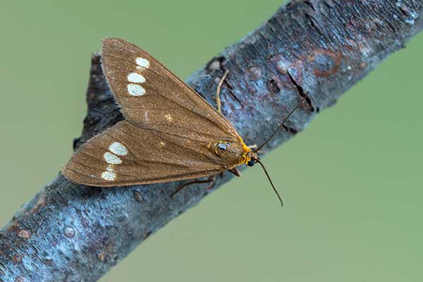 Oblaczek ancylek (Dysauxes ancilla)