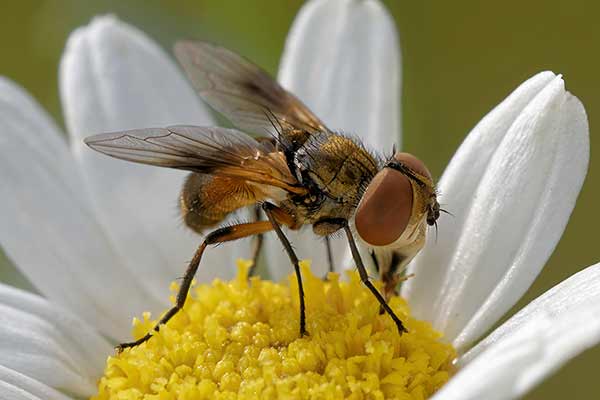 Paśnica tarczówkowata (Ectophasia crassipennis)