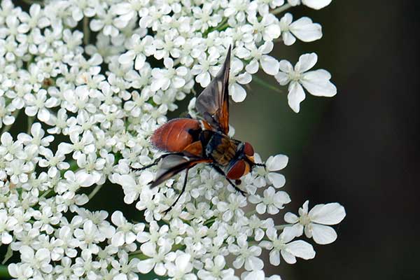 (Ectophasia oblonga)