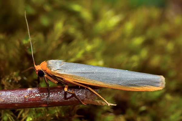 Fałdówka porostówka (Eilema complana)