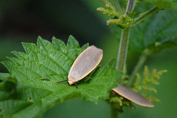 Fałdówka szarynka (Eilema griseola)