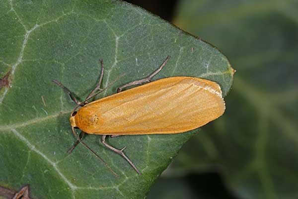 Fałdówka siostrzyczka (Eilema sororcula)