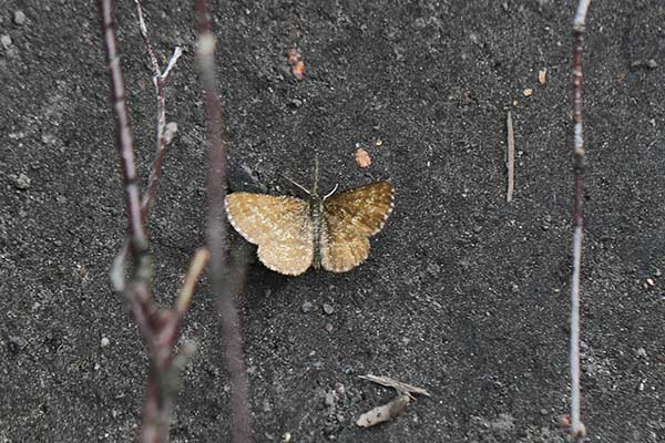 Poproch pylinkowiak (Ematurga atomaria)