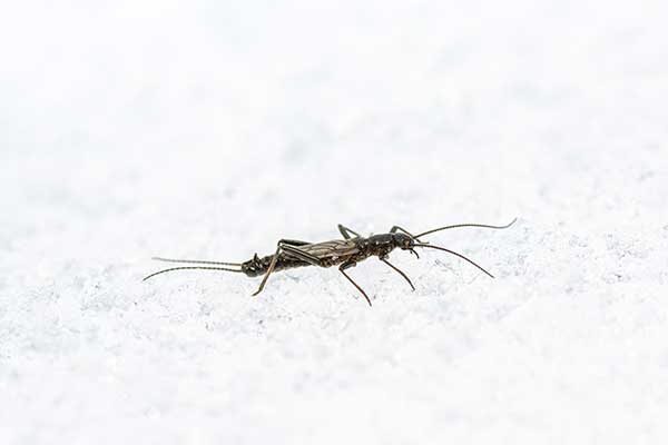(Eocapnia nivalis)