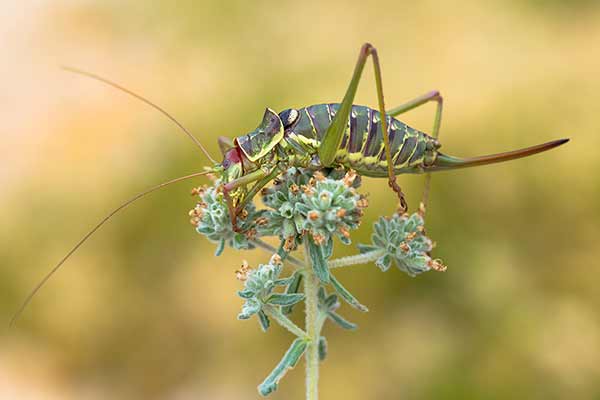 (Ephippiger discoidalis)