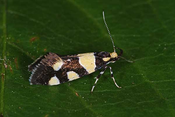 (Eratophyes amasiella)