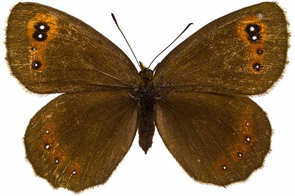 Górówka medea (Erebia aethiops)