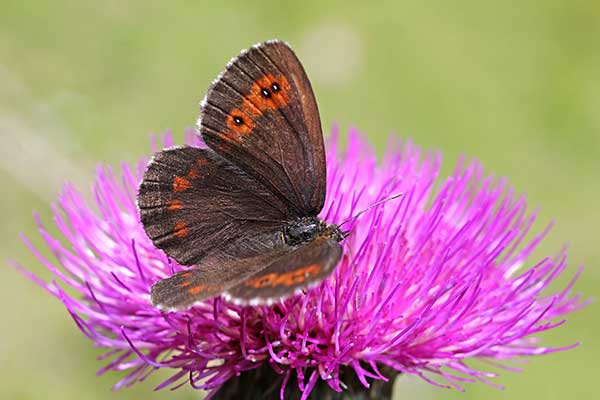 Górówka euralia (Erebia euryale)