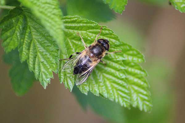 (Eristalis pertinax)