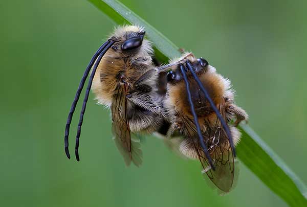 Kornutka komonicowa (Eucera tuberculata)