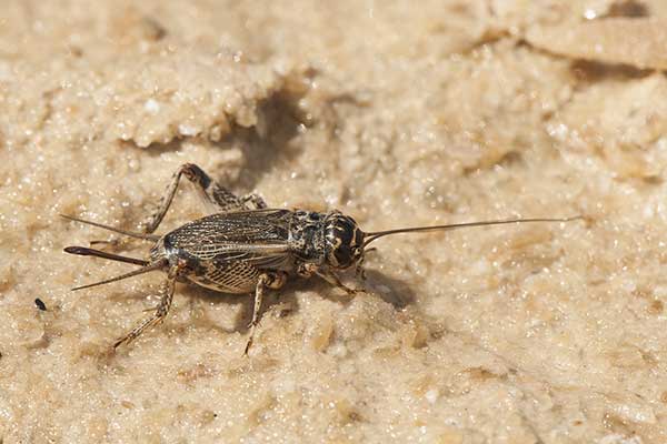 (Eumodicogryllus bordigalensis)