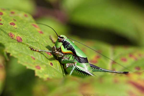 (Eupholidoptera chabrieri)