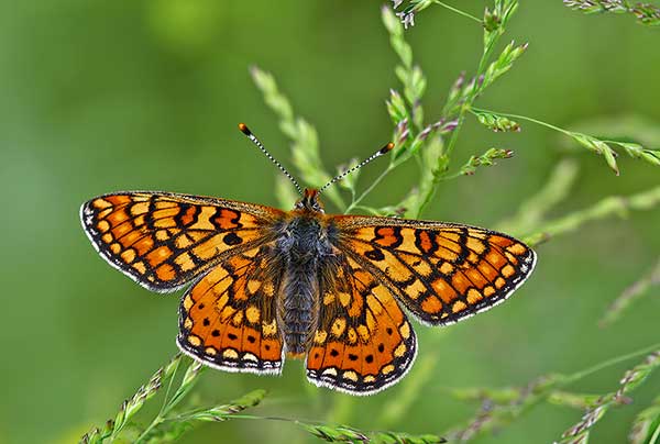 Przeplatka aurinia (Euphydryas aurinia)