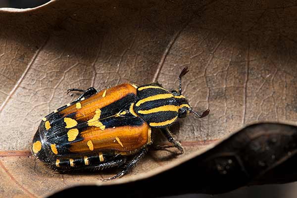 (Euselates schoenfeldti)