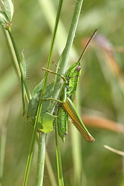 Złotawek złotawiec (Euthystira brachyptera)