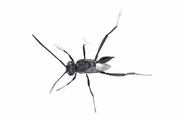 (Evania appendigaster)