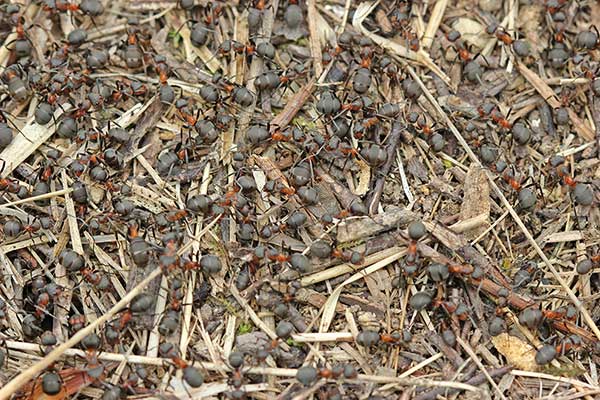 Mrówka zbójnica, zbójnica krwista (Formica sanguinea)
