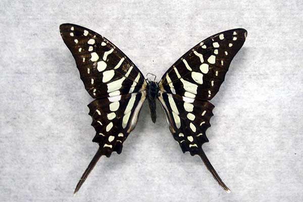 (Graphium policenes)