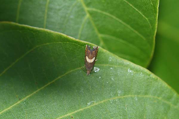 (Grapholita lunulana)