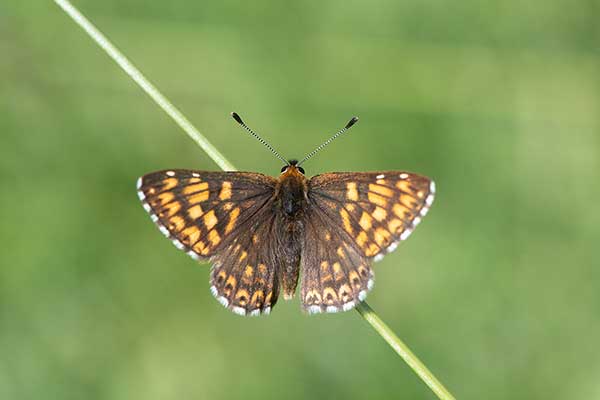 Wielena plamowstęg (Hamearis lucina)